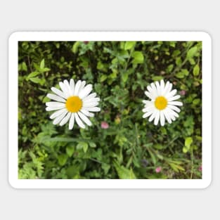 Two Daisies in the Meadow Sticker